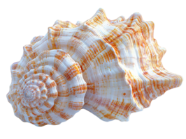seashell with intricate patterns and textures, showcasing natural colors and shapes, summer png