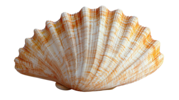 orange and white scallop shell with intricate ridges and patterns png