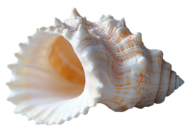 beautiful conch shell with intricate patterns and smooth surface, showcasing natural colors and textures png