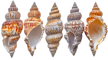 Beautiful collection of seashells showcasing various colors and patterns png