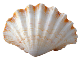beautiful scallop shell with intricate patterns and colors png