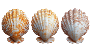 Seashells in various colors and patterns, showcasing natural beauty and texture png