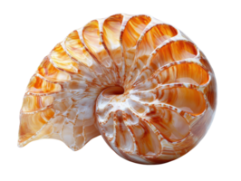 beautiful nautilus shell with intricate patterns and warm colors, showcasing nature artistry png