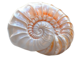 beautiful nautilus shell with intricate spiral patterns and glossy surface, showcasing natural elegance and marine beauty png