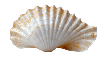 beautiful scallop shell with intricate ridges and smooth surface, showcasing natural colors and textures png