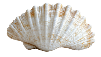 beautiful scallop shell with intricate ridges and smooth surface, perfect for coastal decor png