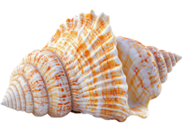 Seashell with intricate patterns and textures, showcasing natural colors and shapes png