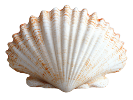beautiful seashell with intricate ridges and smooth surface, showcasing natural patterns and colors png