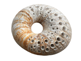 beautiful spiral shell with intricate patterns and textures, showcasing natural design and earthy tones png