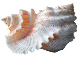 beautiful seashell with intricate patterns and textures, showcasing orange and white colors png