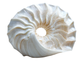 Nautilus shell with intricate spiral patterns and smooth texture, showcasing natural elegance and marine beauty png