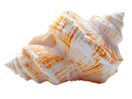Beautiful orange and white seashell with intricate patterns and textures. png