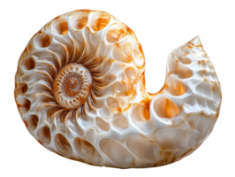beautifully detailed nautilus shell with intricate patterns and smooth surface, showcasing natural colors and textures png