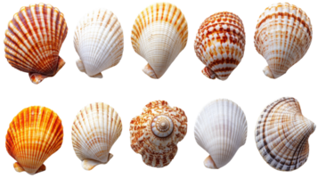 Beautiful collection of colorful seashells arranged in row, showcasing various patterns and textures png