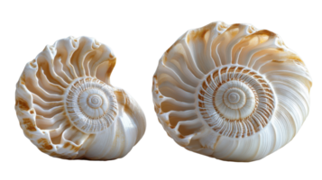 Beautiful nautilus shells with intricate spiral patterns and smooth surfaces png