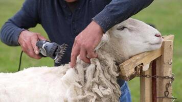 Shot of shearing sheep on farm. Close up shot of shearing sheep with blade shears video