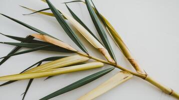 Sugarcane leaf isolated on white background with clipping path photo