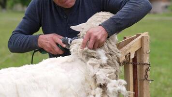 Shearing sheep on farm. Close up view of farmers shearing sheep on farm video