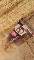 Golden ripe wheat harvesting aerial view. Agricultural combine farming in the field. Vertical video