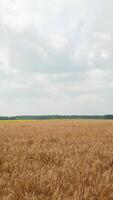 Aerial view of the land sown with wheat. Spikelets of wheat are ripening on the sun in a warm weather. Camera motion forward. Agribusiness Vertical video