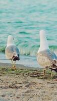 White seagulls are running along the seashore on the background of blue waves in the summer. Slow motion Vertical video