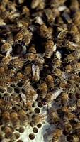 Close-up of honey bees. Frames of a bee hive. Bees turn nectar into honey. Vertical video