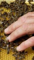 Beekeeper examines bees in honeycombs. Hands of the beekeeper. Beehive in the apiary. Close-up Vertical video