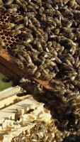 hands of man shows a wooden frame with honeycombs on the background of green grass in the garden. Life of worker bees. Apiary concept. Vertical video
