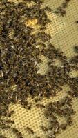 Beekeeper checking honeycomb frame with bees in his apiary. Working bees in a hive. Beekeeping. Honey. Vertical video