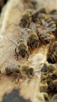 bees bring honey to their beehives in warm weather all day. Apiculture. Honey bees on wooden frames in beehive. Bees in the hive convert nectar to honey. Vertical video