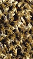 Beehive in the apiary. Bees collect nectar. Life inside the hive. Apiary concept. Close-up Vertical video