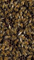 Bees collect nectar. Life inside the hive. Beehive in the apiary. Close-up Vertical video