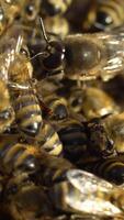 Close up view of the working bees on honey cells. Working bees on honeycomb. Bees on honeycombs Vertical video