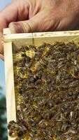 hands of a man holds a frame with honeycombs for bees in the garden at home Vertical video