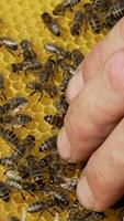 beekeeper keeps a wooden frame with honeycomb and bees. Close-up of honey bee Vertical video