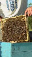 Beekeeper is working with bees and beehives on the apiary. Bees on honeycombs Vertical video
