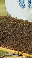 beekeeper examines bees in honeycombs. Hands of the beekeeper. The bee is close-up. Vertical video
