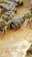 bees walk between wooden frames in a hive in a warm weather in the summer in the garden. Beehive in the apiary. Close-up Vertical video