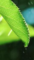 drops of water are falling on the leaf of tree in the garden in the summer. Watering plants in the yard. Slow motion Vertical video