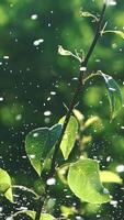 Irrigation of plants. Drops of water are flying through the plot with plants. Slow motion Vertical video