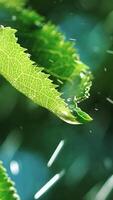 irrigation of plants. Water drops are falling from the wet leaves of a bush in the summer in the garden. Slow motion Vertical video