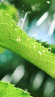 green leaves of plants are saturating with water in the summer in the garden. Drops of water are falling on the leaves of trees. Irrigation of plants. Slow motion Vertical video
