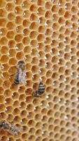 Honeybee natural honey harvesting. Close up view of apiarist hands holding wooden frame. Vertical video