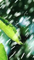 drops of water are falling on the leaves of the tree on the background of garden. Slow motion Vertical video