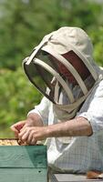 Apiarist working with honeycombs. Beekeeping wooden frames with organic honey. Vertical video