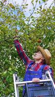 Gardener on a ladder gathering apples from the tree. Man farmer harvesting ripe fruit in his garden. Picking apples in the orchard.. Vertical video