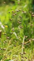 Swarm of bees at the entrance of the hive. Bees fly up to the hive in the apiary carrying pollen in summer. Flying bees on greenery backdrop. Close-up.. Vertical video