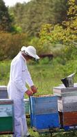Beekeeper near wooden hives on beautiful nature backdrop. Apiculturist wearing protective suit and hat inspects bees in a beehive. Colony of bees flying on a apiary.. Vertical video