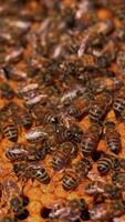 Busy work of bees on a honeycomb. Family of bees sealing ready honeycombs full of honey with beeswax. Close-up.. Vertical video