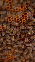 Honey bees working on a honeycomb. Background of a bee frame with bees crawling and producing organic honey. Close-up.. Vertical video